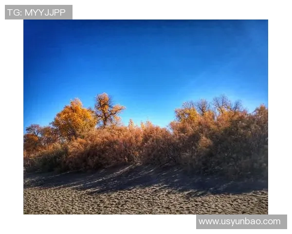 陈真足球：从草根到职业的奋斗历程与梦想追逐